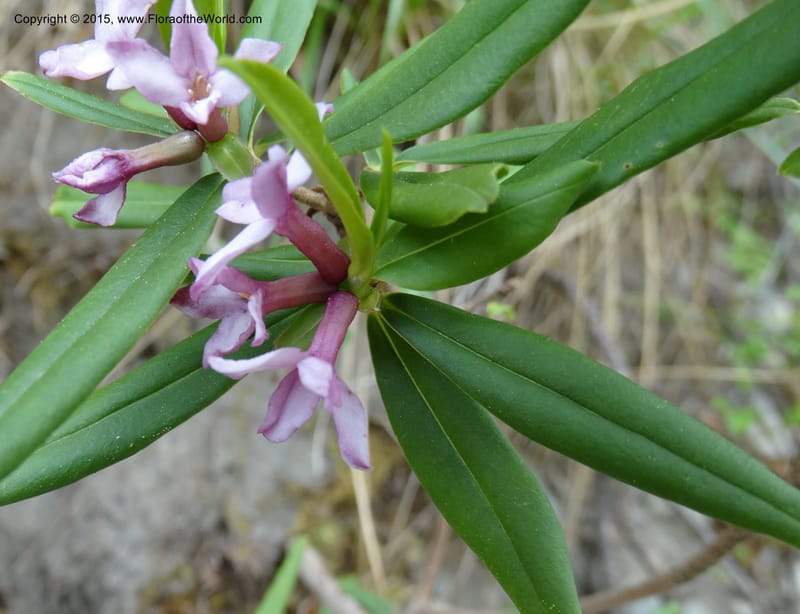 Daphne, Boufford, D 43616--China. Sichuan. ShaShiDuo. 8 May 2014. DSC04232 (27).JPG