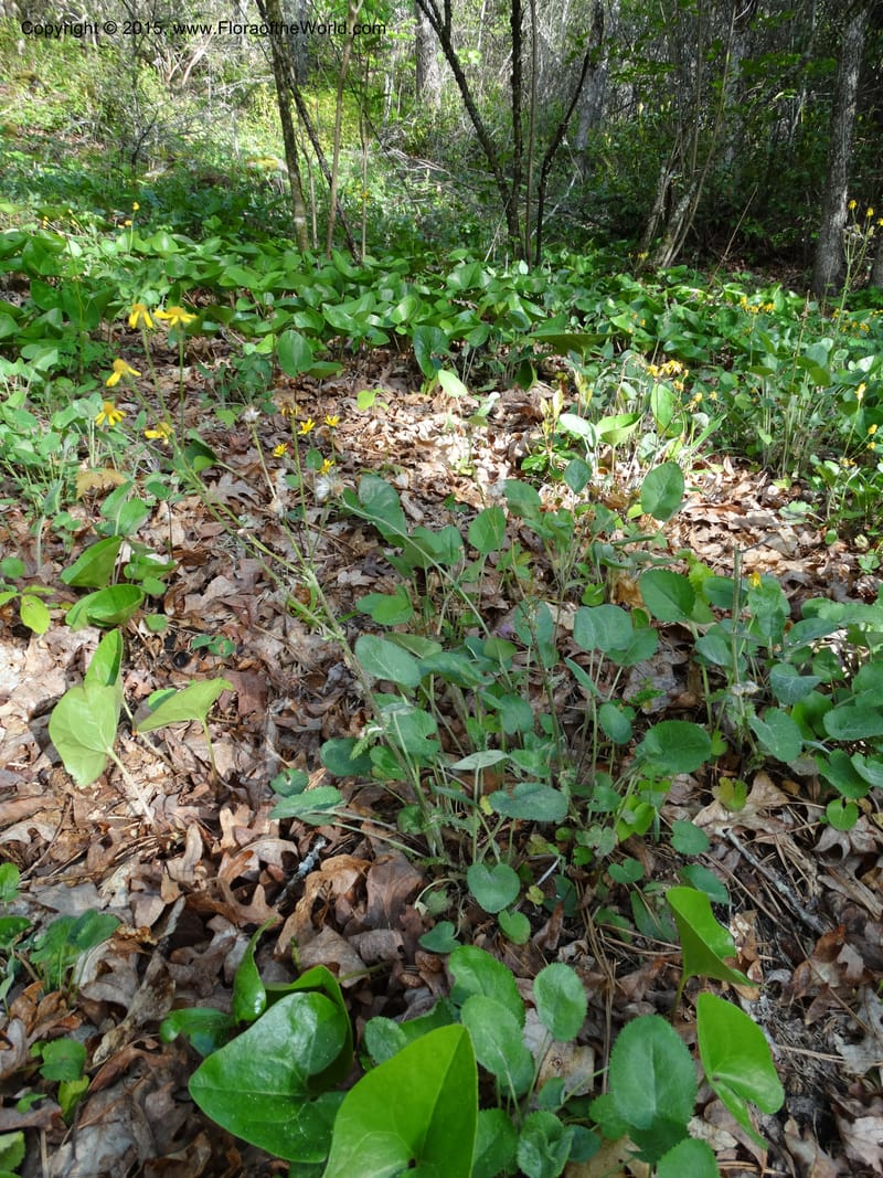 Packera serpenticola, Davidson, C 12974--No. Carolina. Clay Co. Buck Cr. 13 May 2015. DSC04619 (77).JPG