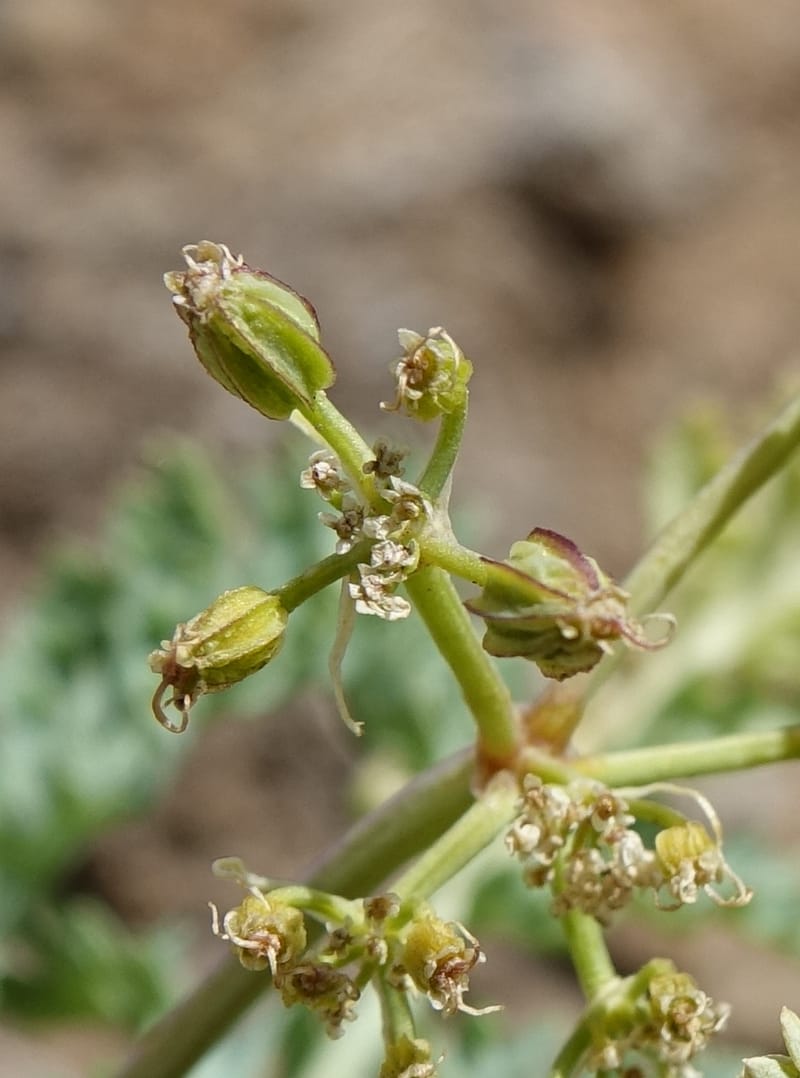 Cymopterus glaucus, C. Davidson 13559--ID. Blaine Co. Rock Creek Preserve. TNC. 14 May 2017. DSC00477 (48).JPG