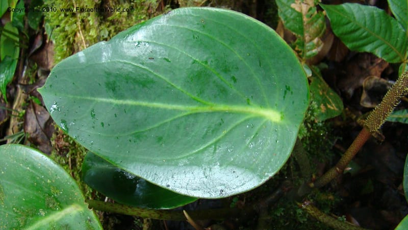Peperomia...WDS#27264,Nicaragua,Matagalpa,La Selva Negra,16June2008 139.jpg