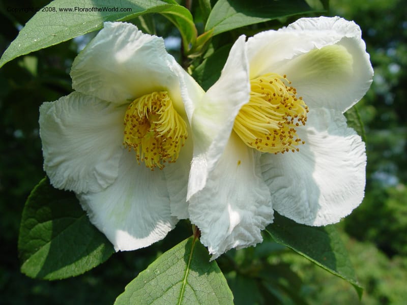 Stewartia pseudocamelia--CT. Hamden. Broken Arrow Nursery. 27 Jun 03. 015.jpg