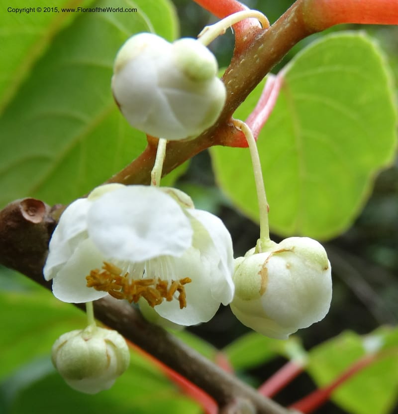 Actinidia, Boufford, D 43714--China. Sichuan. GanYangGou Rd. Km marker 7. 13 May 2014. DSC05676 (89).JPG