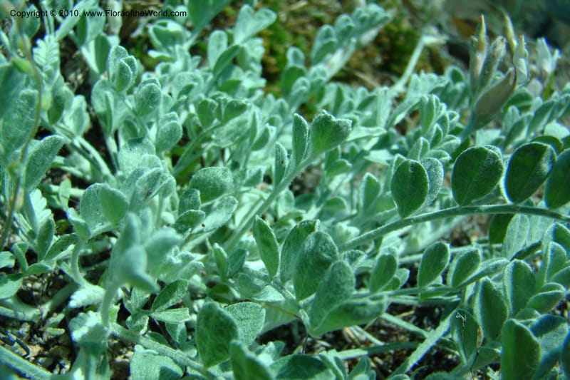 Astragalus purshii, C. Davidson 11372--Idaho. Idaho Co. Salmon River. Polly Bemis Ranch. 27 May 2009. 130.jpg