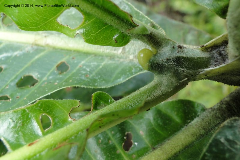 Gardenia oudiepe, J. Munzinger 6558--New Caledonia. Tchamba. Grotie Kou. 16 Feb 2011. 186 (18).jpg