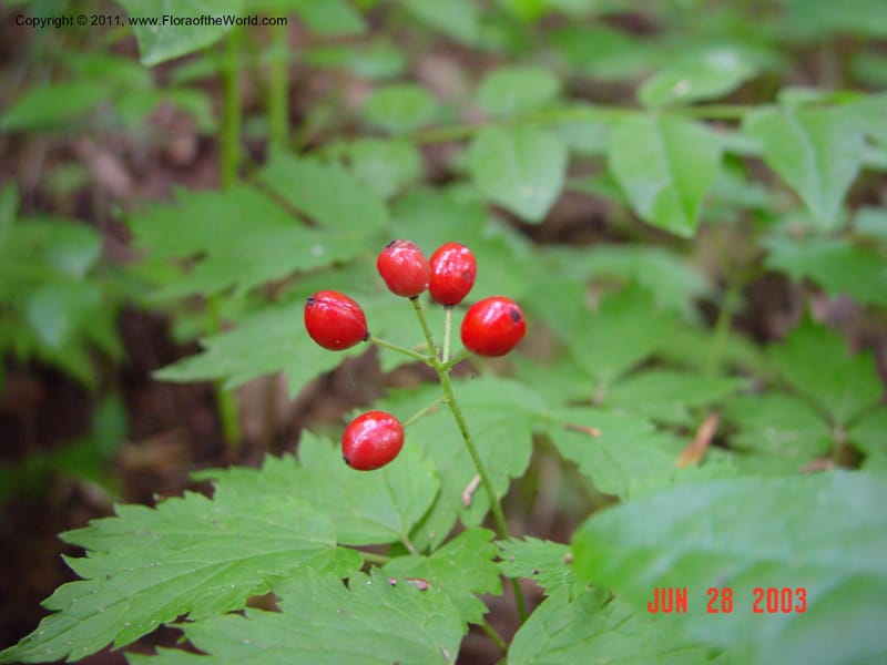 Actaea rubra--CT. Near Ashley Falls. Bartholomew's Cobble. 28 Jun 03. 039.jpg