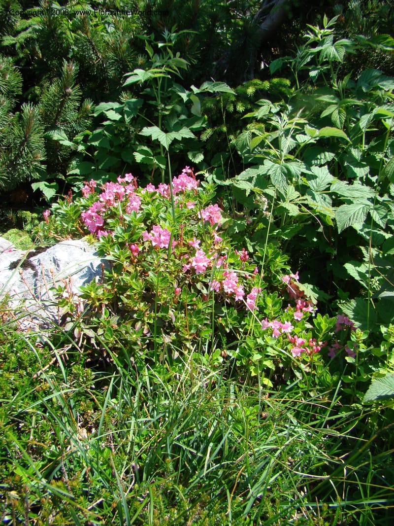 Rhododendron hirsutum, CDavidson11243--Slovenia. Gorenska Reg. Velika Planina. 6 Jul 08. 007.jpg