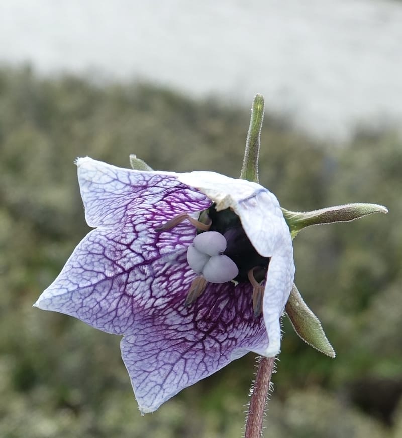 Codonopsis, C. Davidson 13788--China. Sichuan. Daocheng Xian. 14 Aug 2017. DSC05676 (90).JPG