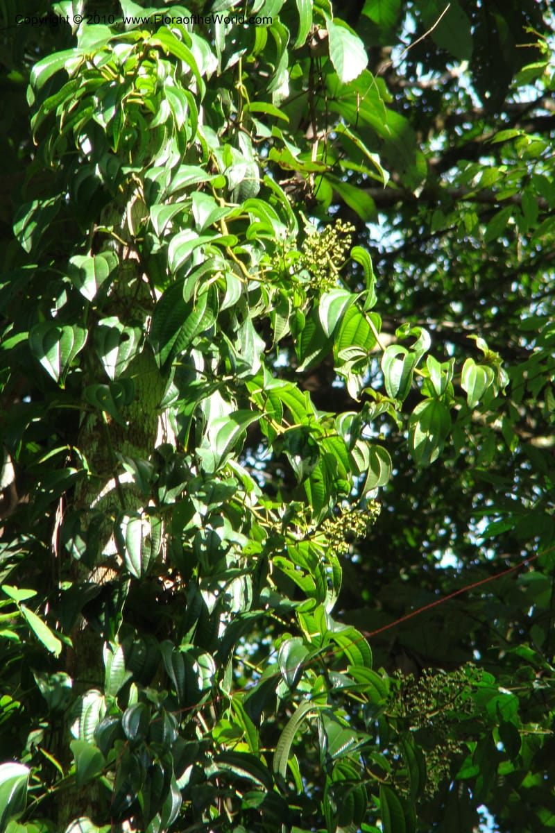 Adelobotrys adscendens, Mori 27362--French Guiana. E of Cacao, road to water reserve. 1 Nov 09. 165.jpg