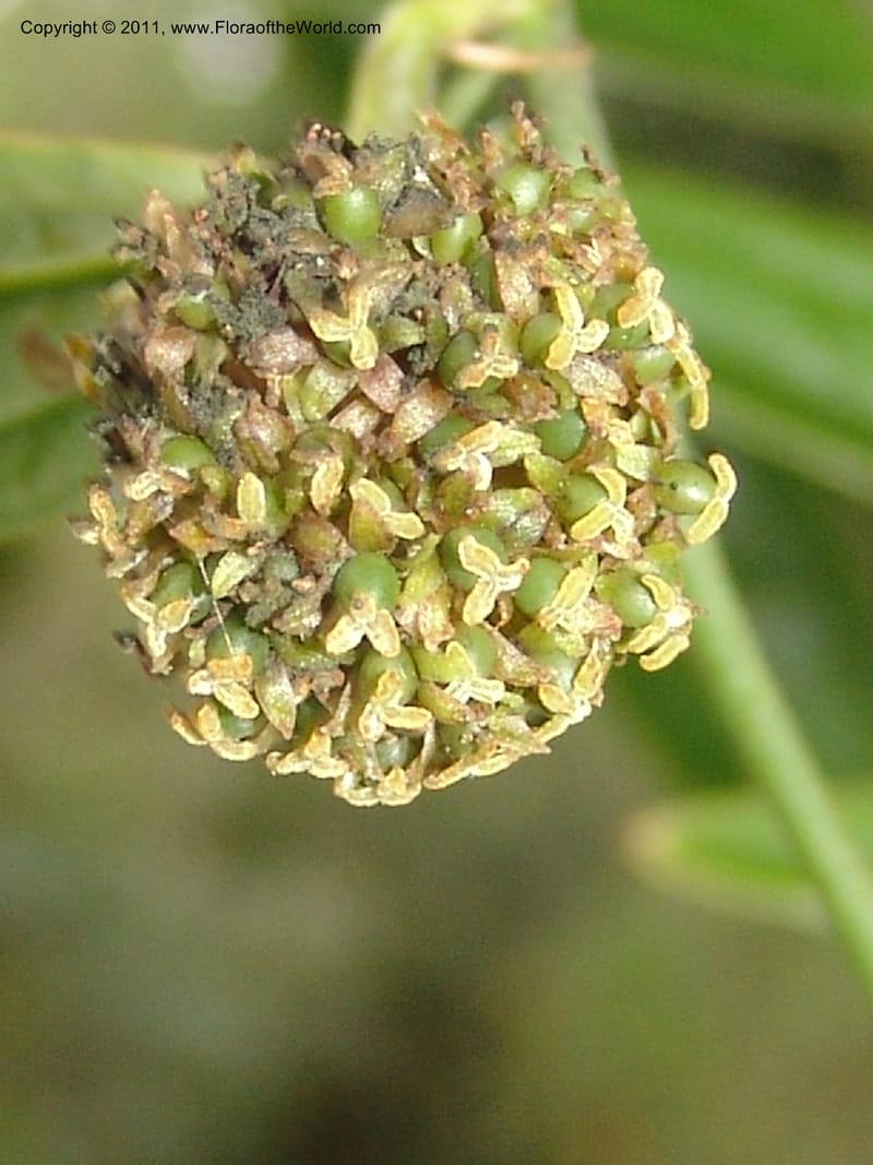 Smilax obliqua, RVasquez 31461--Peru. Prov. Oxa. Parq. Nac. Yanachaga Chemillen. 12 Oct 06. 177 (12).jpg