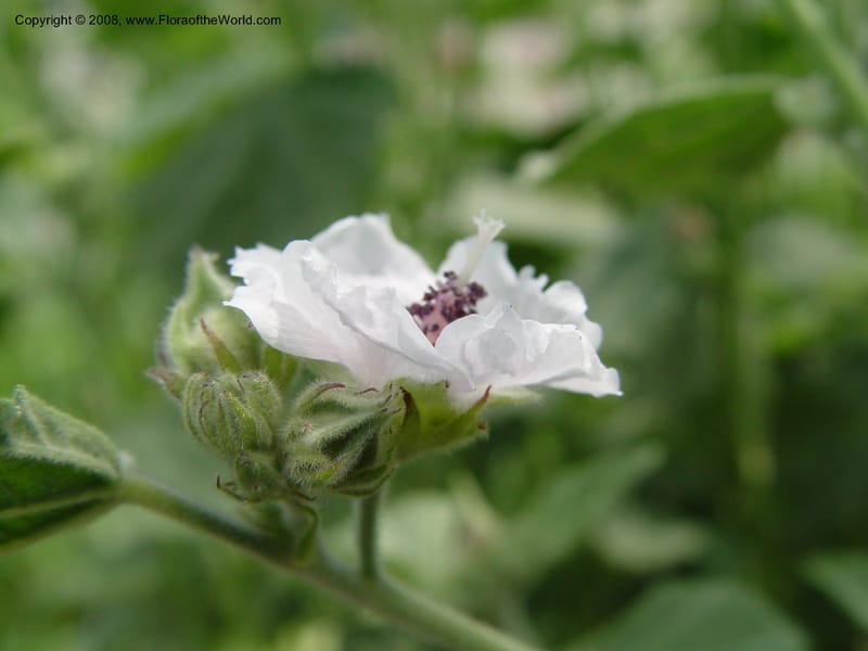 Althaea officinalis--PA. Longwood Gardens. 25 Jun 03. 062.jpg