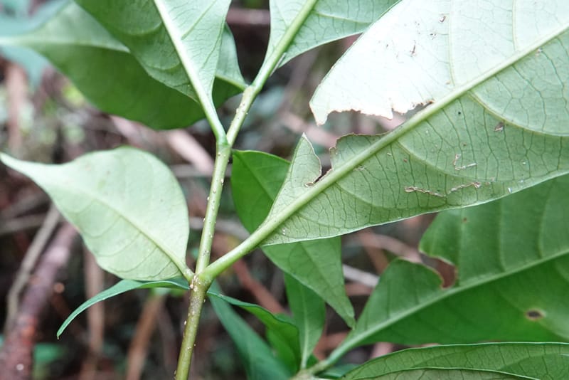 Tabernanthe iboga, C. Davidson 13949--Gabon. Mondah. Arb Raponda Walker. 4 Nov 2018. DSC01949 (84).JPG