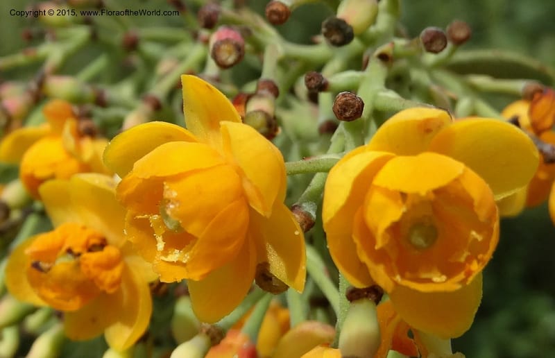 Berberis jamesonii, Ulloa, C 2504--Ecuador. Antesana. Lga. Sta. Lucia. 24 Apr 2015. DSC02778 (144).JPG