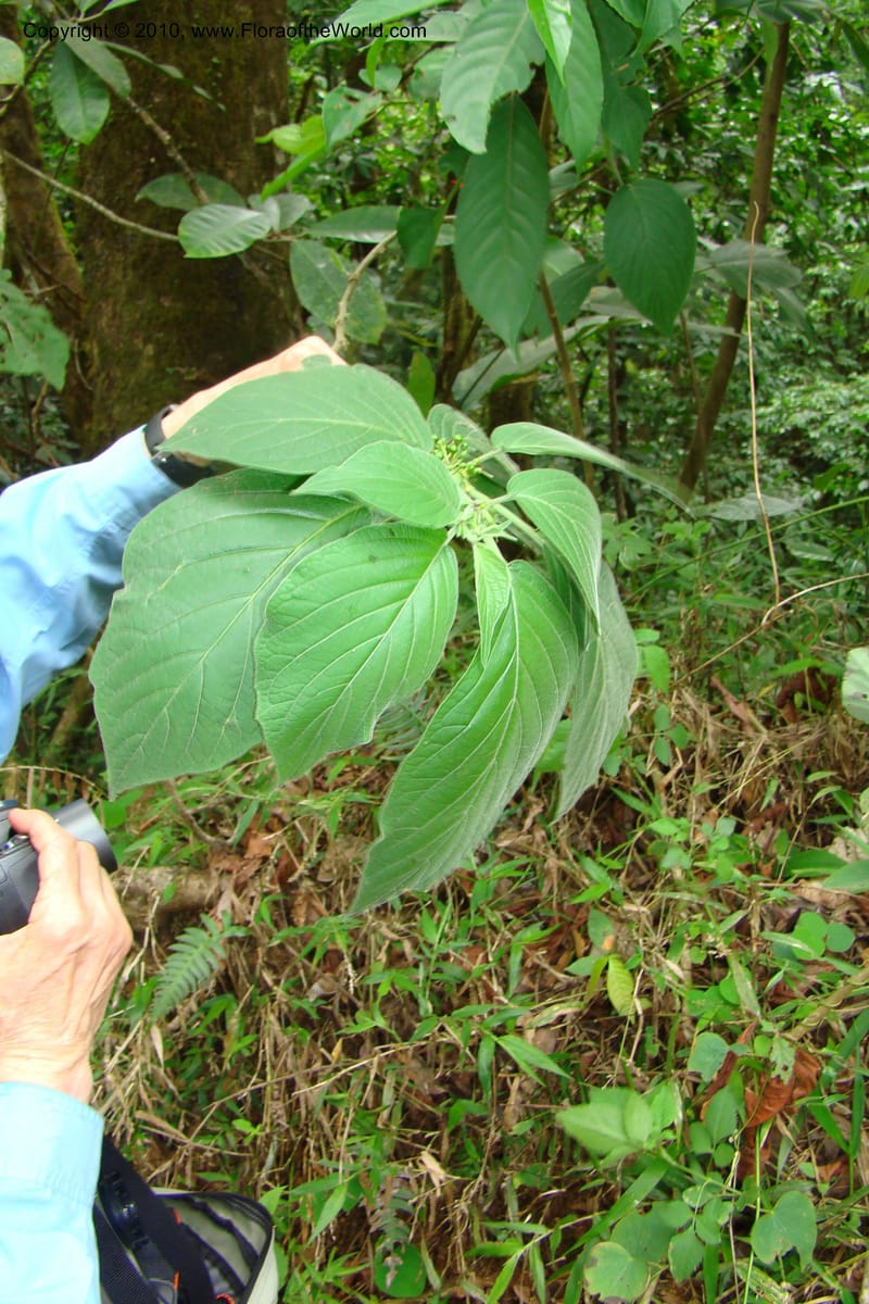 Witheringia, B. Hammel 25194--Costa Rica. Prov. San Jose. 20 April 09. 183.jpg