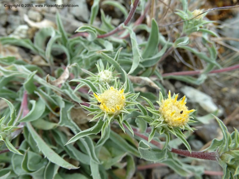 Pyrrocoma, Davidson, C 12630--ID. Idaho Co. Seven Devils Campground. 11 Aug 2014. DSC00412 (15).JPG