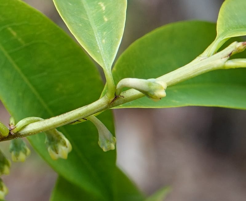 Erythroxylum sinense, D. Boufford 44093--China. Yunnan. Xia Jin Chang village. 29 Apr 2018. DSC00078 (17).JPG