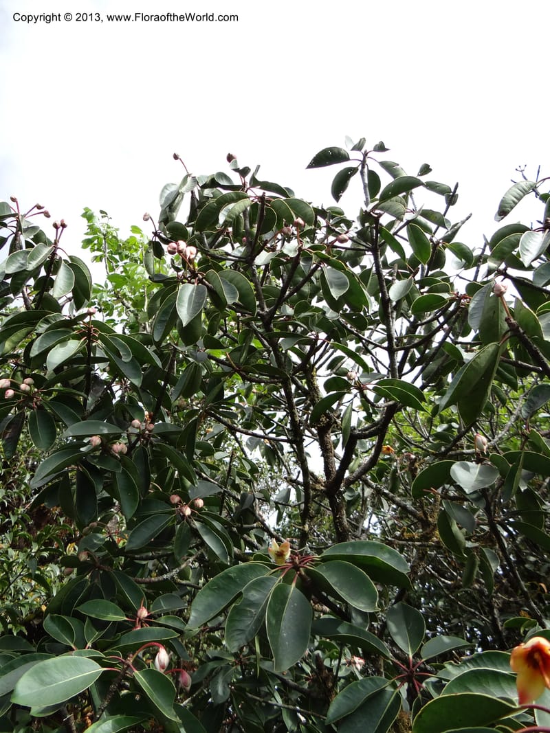 Anneslea fragrans, VC 5499--Thailand. Chiang Mai. Doi Inthanon Nat. Park. 8 Nov 2012. DSC07747 (139).JPG