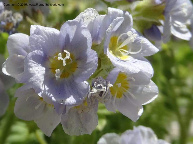 Polemonium pulcherrimum, Davidson, C 12552--Idaho. Valley Co. FS Rd. 431. 1 Jul 2014. DSC09329 (12).JPG