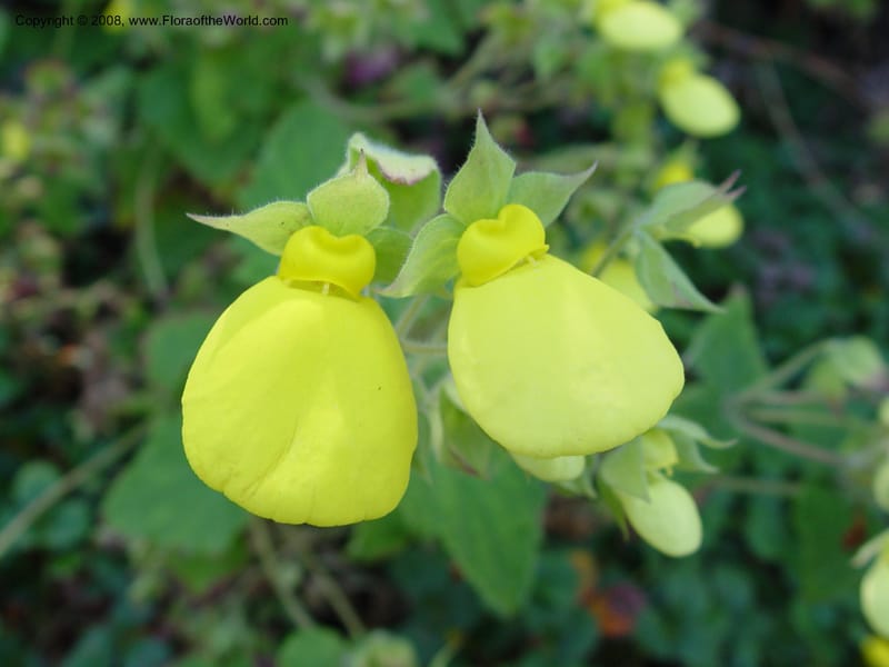 Calceolaria tomentosa, 36.1783--CA. UC Berkeley Bot. Garden. 19 Sep 03. 001.jpg