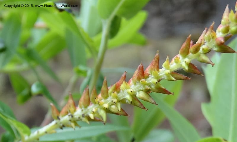 Salix, Boufford, D 43733--China. Sichuan. XinZhaZi Gou. 14 May 2014. DSC06426 (127).JPG