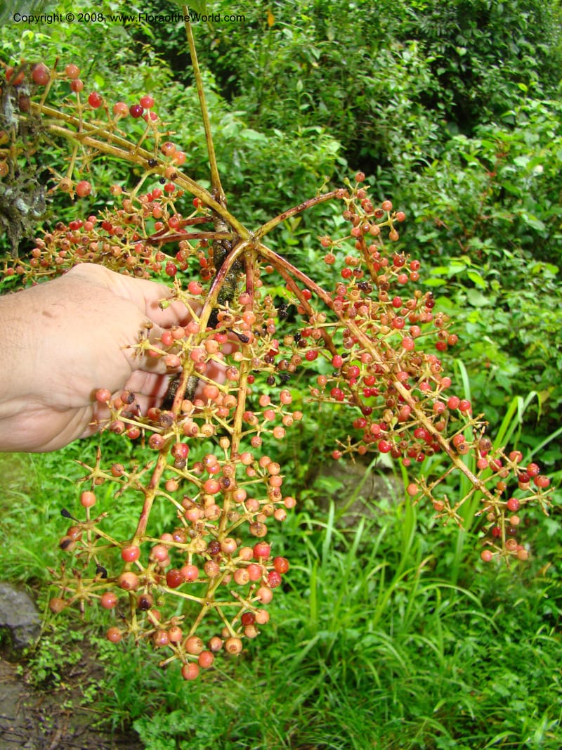 Schefflera stolzii, RGereau7021--Tanz. Mbeya Rural Distr. Ngozi Crater. 26 Jan 08. 197.jpg
