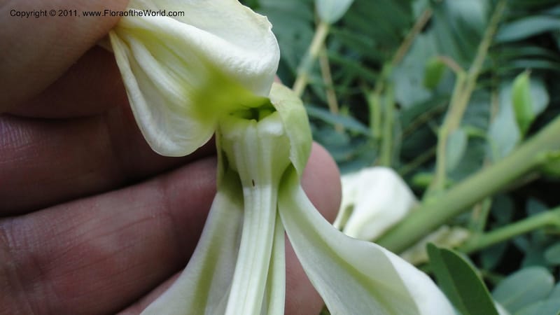Sesbania grandiflora, Gereau--Tanzania. Univ. of Dar es Salaam. 9  May 2010 367 (41).jpg