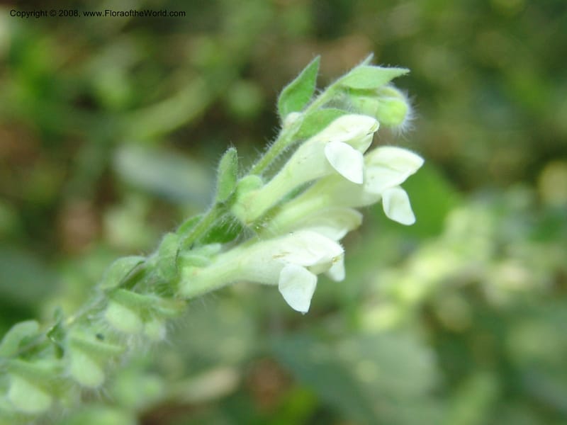 Scutellaria sieberi--Crete. Ep. Kisamos. Sirikari Gorge. 25 May 05. 134.jpg