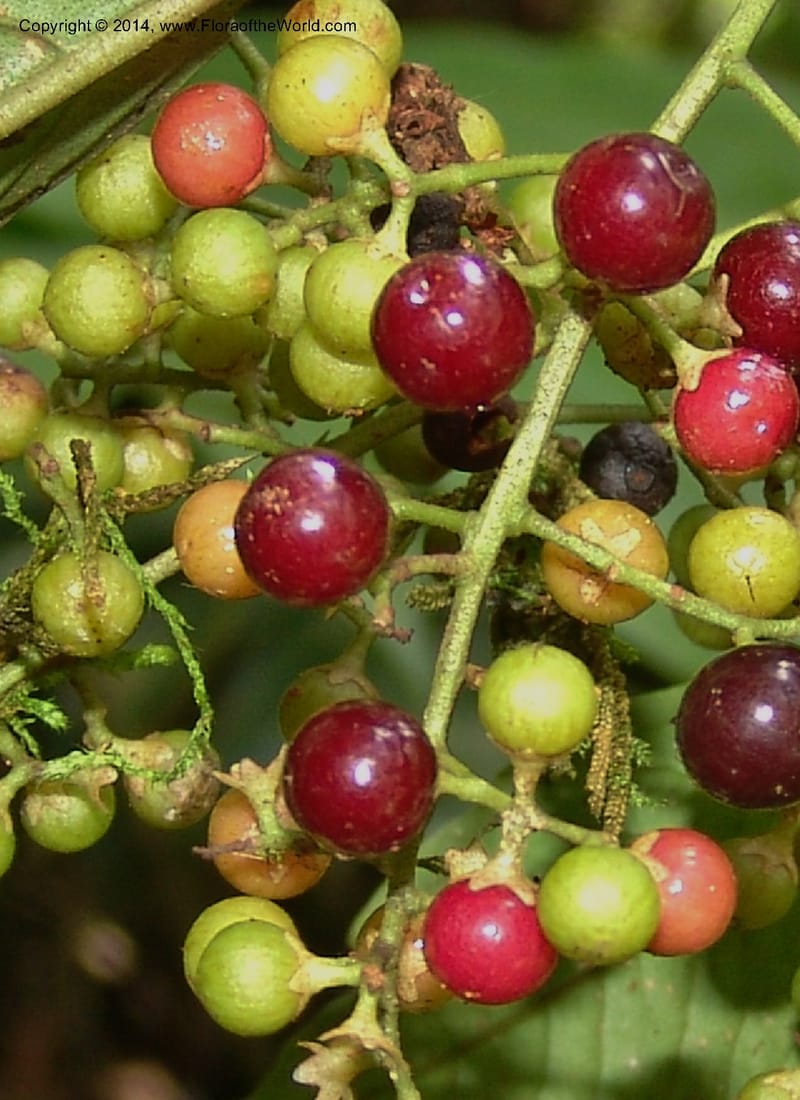 Ardisia, Croat 95845--Ecuador. Maquipucuna Biol. Res. Send. del Rio. 13 Mar 06. 358 (7).jpg