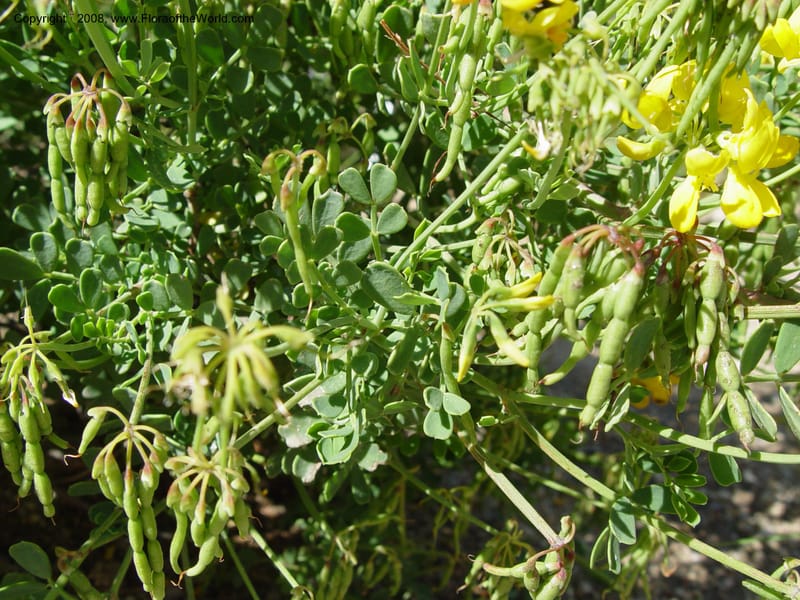 Coronilla valentina ssp. glauca, 2001.0065--Spain. Barcelona Botanic Garden. 19 Apr 04. 105.jpg