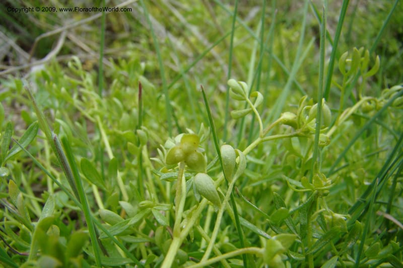 Floerkea proserpinacoides, C. Davidson 11326--Idaho. Elmore Co. Black's Cr. Rd. 1 May 2009 087.jpg