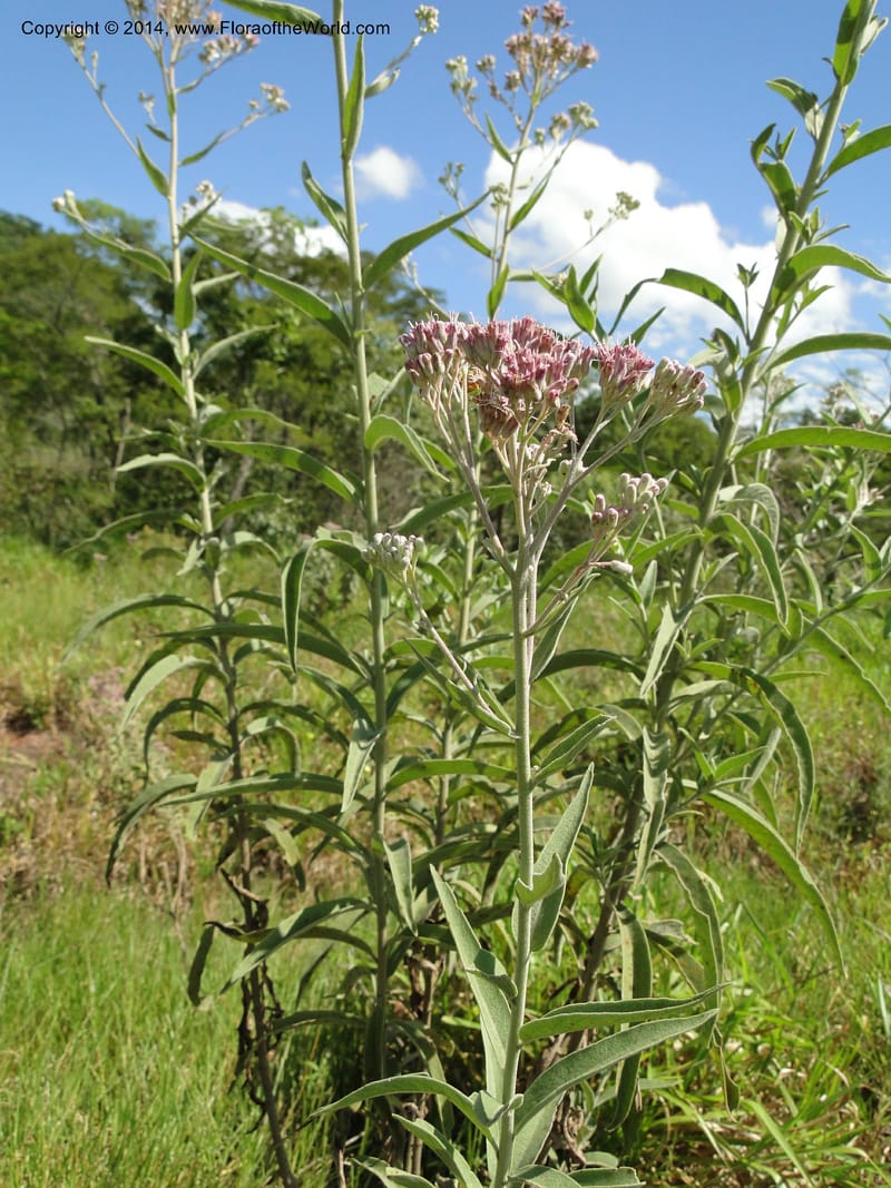 Eupatorium multicrenulatum, Stevens, W. D 31123, Amambay, 16 Mar 2011 1678 (4).JPG