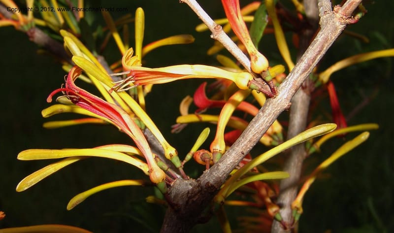 Bakerella sp. unk., Rogers, Z 860-Madagascar  129 (12).jpg