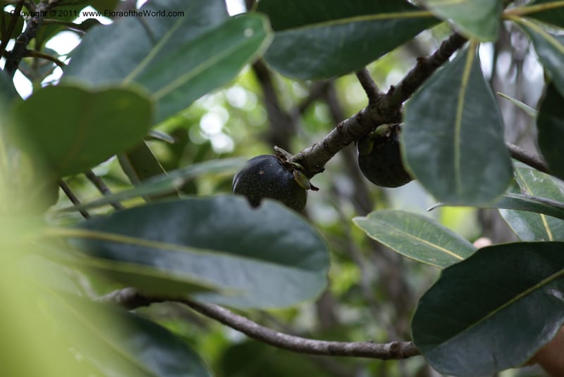 Strasburgeria robusta, Munzinger, J 4877--New Caledonia,  Dzumac, 20 Nov 2007, 28 (28).JPG