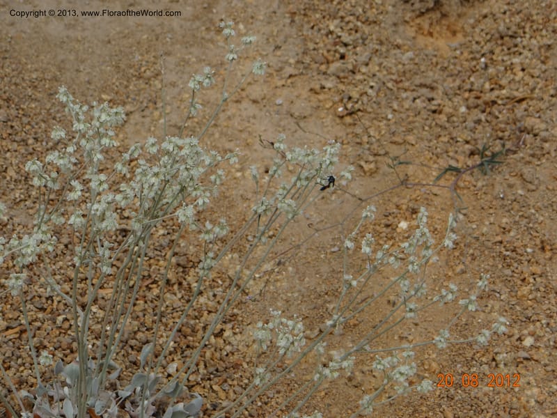 Eriogonum strictum var. proliferum, Davidson, C 12096--USA, Owyhee County, Idaho, 20 Aug 2012  3018 (3).JPG