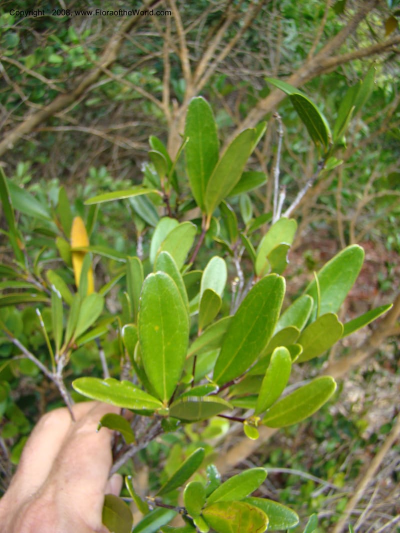 Medicosma, JMunzinger 4727--New Caledonia. Poum Mine. 13 Nov 07. 159.jpg