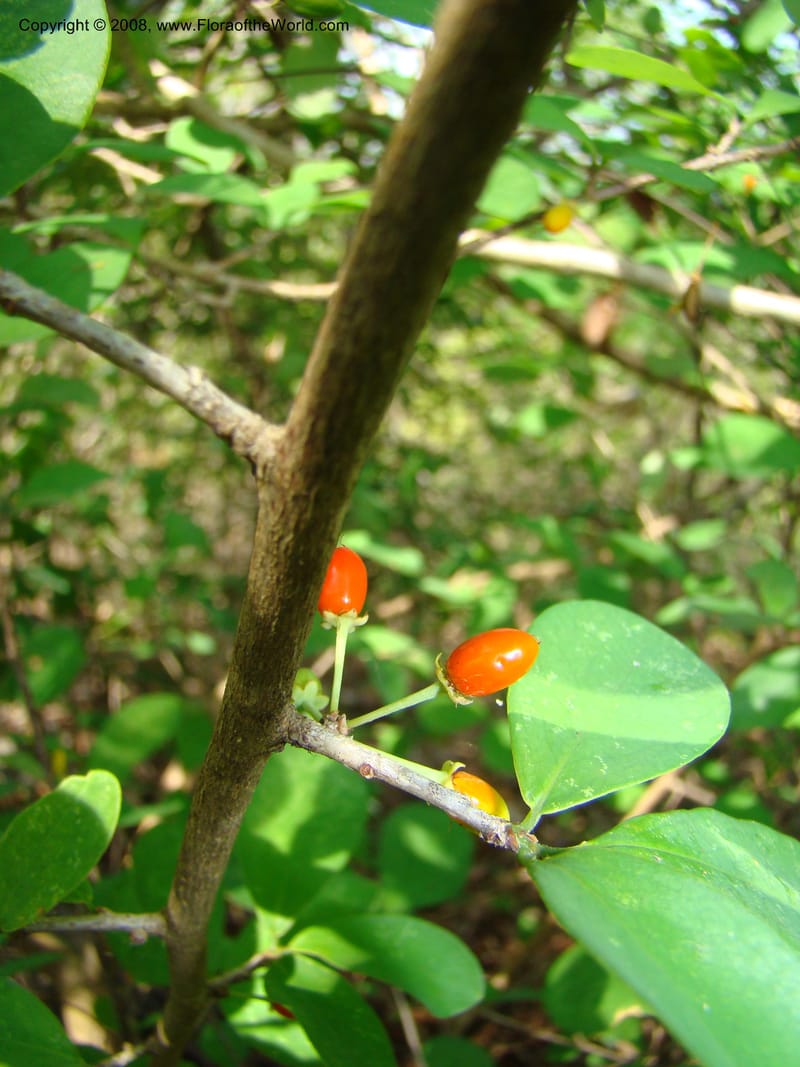Erythroxylum havanense--Costa Rica. Guanac. Palo Verde Biol. Sta. 6-7 Apr 08. 048.jpg