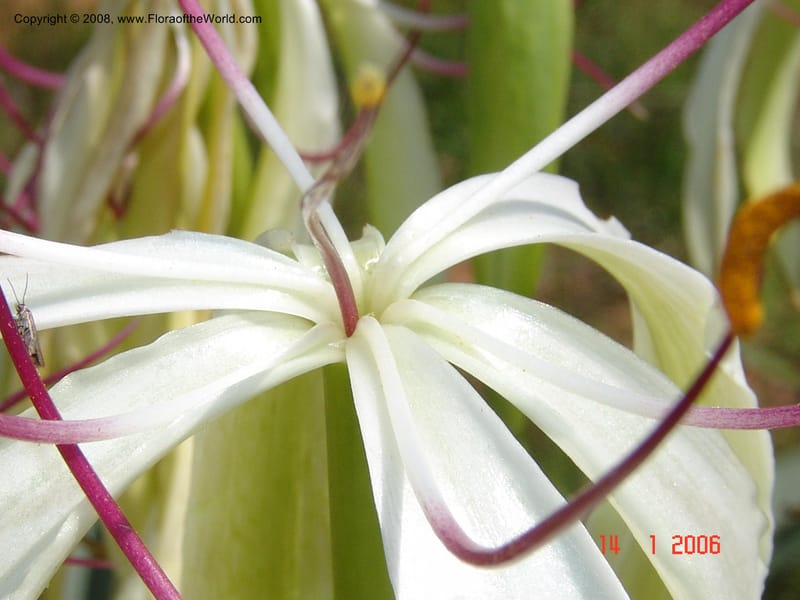 Crinum, not coll.--Madag. Prov. Fianar. 5 km SW of Ilakaka. 14 Jan 06. 013.jpg