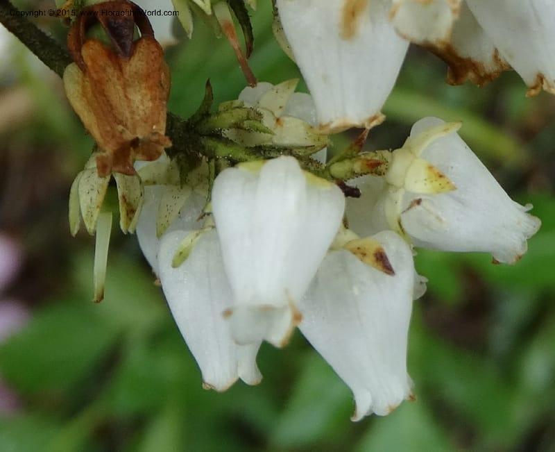 Pieris floribunda, Davidson, C 12956--North Carolina. Trans. Co. Devil's Courthouse View. 12 May 2015. DSC04151 (14).JPG