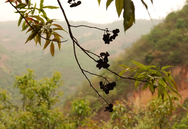 Delavaya toxocarpa, D. Boufford 44087--China. Yunnan. Xinshao Village. 28 Apr 2018. DSC00001 (66).JPG