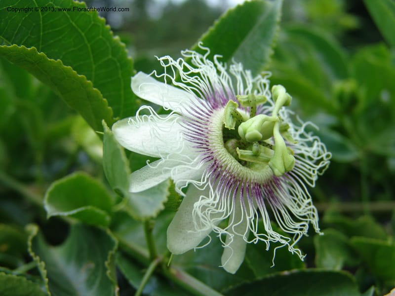 Passiflora--Kenya. Maseno.  Maseno Univ. Bot. Gard. 3 Jul 04. 123.jpg