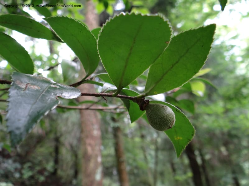 Camellia oleifera, Davidson, C 11952--China. Zhejiang Priv. Tian Mu Shan. 31 May 2012. DSC00927 (80).JPG