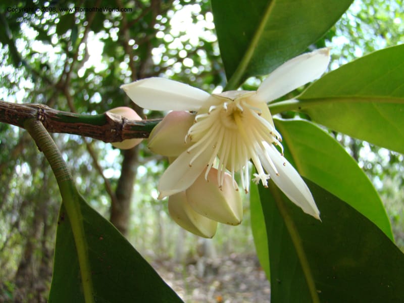 Crossostylis grandiflora, JMunzinger4754--New Caledonia. Les Trois Creeks. 13 Nov 07. 003.jpg