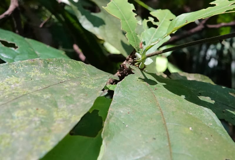 Poggea alata, C. Davidson 13956--Gabon. Arb. Sibang. 5 Nov. 2018. DSC02235 (49).JPG