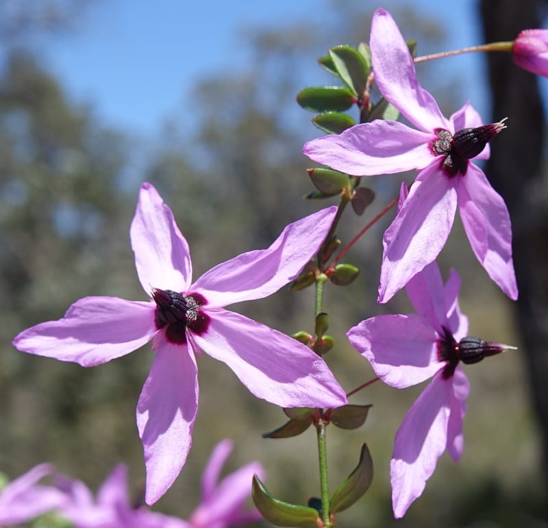 Tetratheca hirsuta subsp. viminea, Davidson, C 13375--Australia. W.A. Koondoola Bushland. 22 Oct 2016. DSC03457 (153).JPG