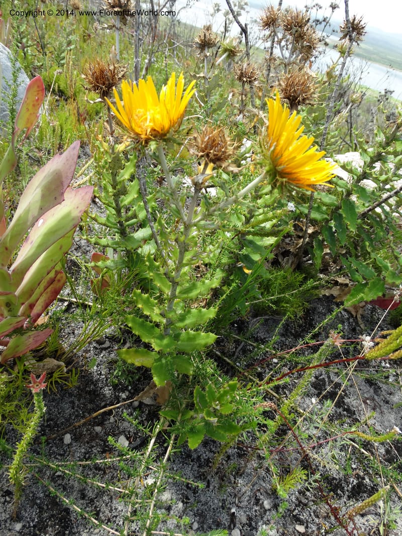 Berkheya barbata, Davidson, C 12314--South Africa. Western Cape. E. side, Fernkloof. 24 Jan 2014. DSC01799 (78).JPG