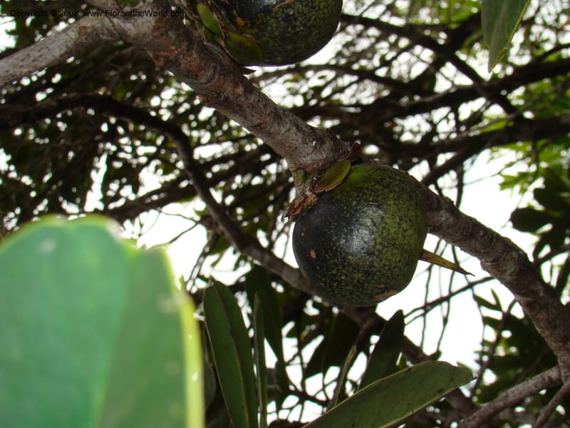 Strasburgeria robusta, JMunzinger4877--New Caledonia. Monts Dzumac. 20 Nov 07. 101.jpg