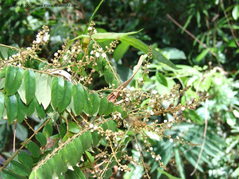Cnestis, MLeal1172--Gabon. Prv. Ogooue-Iv. Res. Lope. Fougere Brulee. 19 Apr 06. 223.jpg
