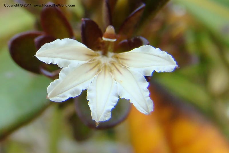 Scaevola beckii, M. Callmander 793--New Caledonia. Mont Dore. 20 Jan 2010. 001 (76).jpg