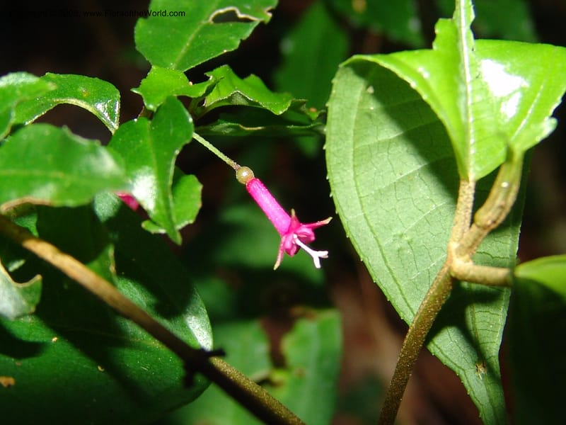 Fuchsia--MX. Chiapas. Trail to El Triunfo Biosphere Pres. 9 Nov 04. 094.jpg