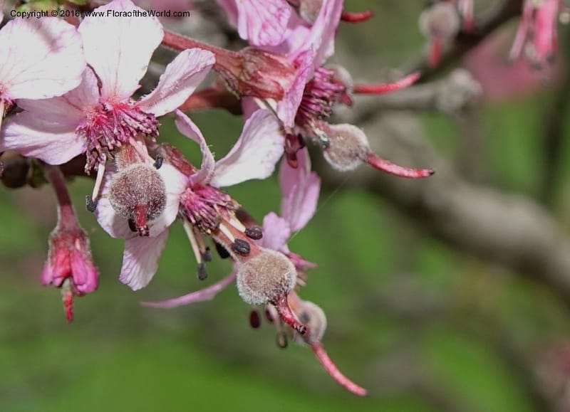 Ungnadia speciosa, Davidson, C 13072--Texas. Galveston. 18 Mar 2016. DSC00038 (58).JPG
