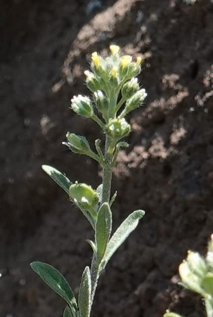 Alyssum alyssoides, C. Davidson 13796--Oregon. Union Co. Hwy 82, near summit. 6 Jun 2018. DSC05441 (69).JPG